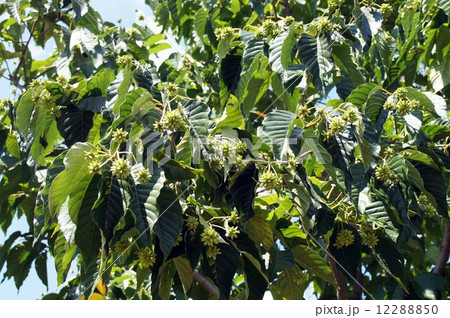 カンレンボク カンレンボク 12288850