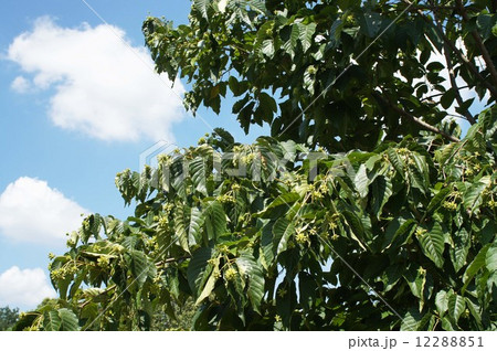 カンレンボク 12288851