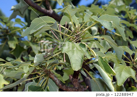 ウンカリーナ ウンカリーナ 12288947