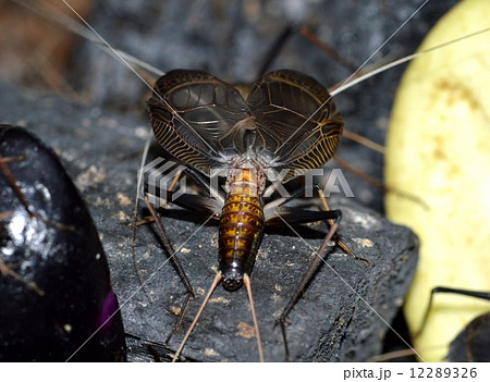 スズムシ 12289326