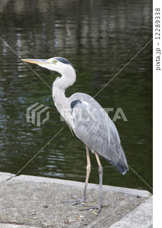 東寺　善女大龍王の池　アオサギ 12289338