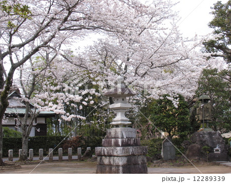 千葉県 成田市 成田山新勝寺 なりたさんしんしょうじ 境内の灯籠と満開の桜の写真素材