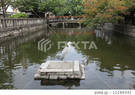 東寺善女大龍王の池 アオサギ 東寺善女大龍王の池 アオサギ 12289342