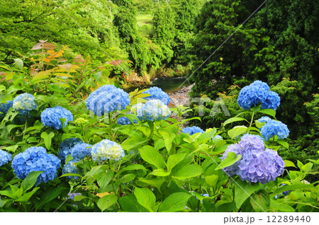 あじさい 12289440