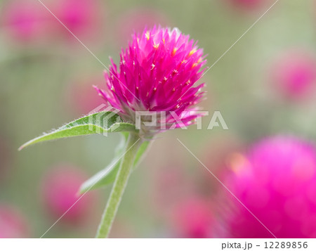 紅い千日紅の花(苞) 12289856