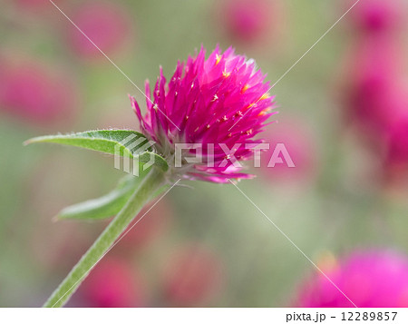 花壇の紅い千日紅 花壇の紅い千日紅 12289857