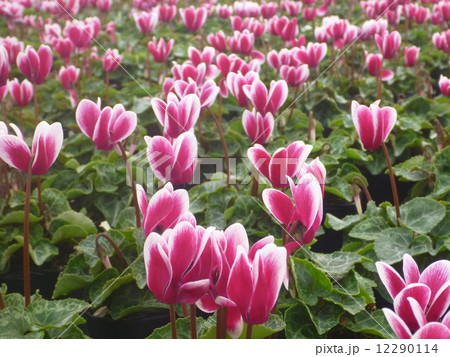 シクラメンの花畑 シクラメンの花畑 12290114