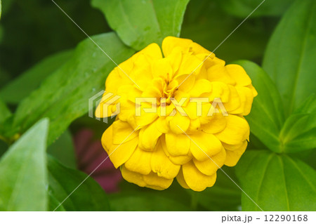Zinnia elegans in field 12290168