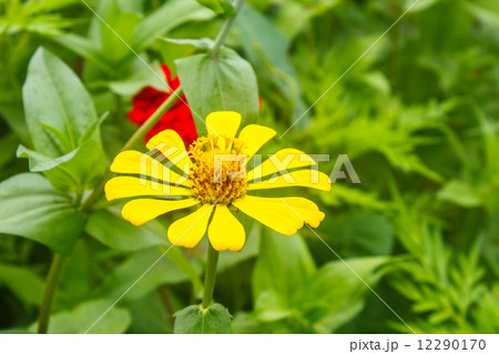 Zinnia elegans in field 12290170
