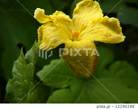健康野菜ゴーヤー ツルレイシ の花 の写真素材