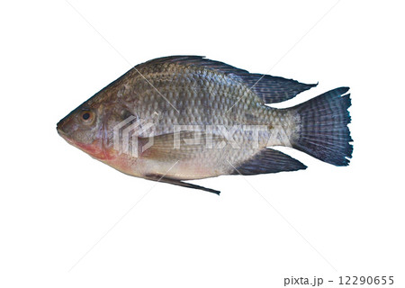 Freshwater fish isolated on white background 12290655