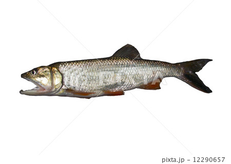 Freshwater fish isolated on white background Freshwater fish isolated on white background 12290657