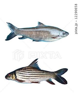 Freshwater fish isolated on white background Freshwater fish isolated on white background 12290658