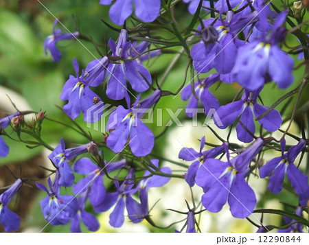 5 6月の春に咲く青い小さな花 キキョウ科のロベリア 別名ルリチョウ草 の写真素材
