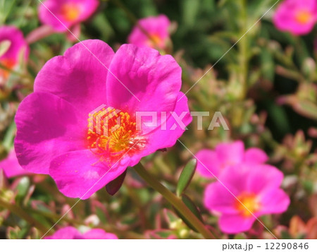 7・8月の夏に咲く桃色の花、スベリヒユ科のハナスベリヒユ(別名ポーチェラカ)。 7・8月の夏に咲く桃色の花、スベリヒユ科のハナスベリヒユ(別名ポーチェラカ)。 12290846