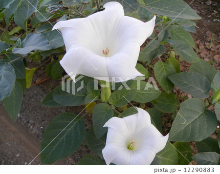 秋に咲く白い大きなチョウセンアサガオの花 12290883
