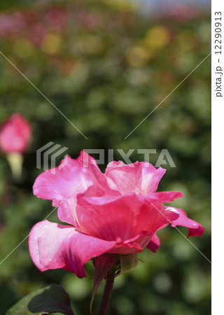 マダム・シズコ(バラ) マダム・シズコ(バラ) 12290913