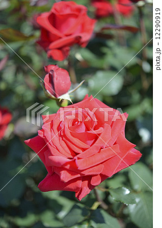 カーディナル(バラ) カーディナル(バラ) 12290919