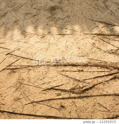 Sand with tree root texture,Background Sand with tree root texture,Background 12291015