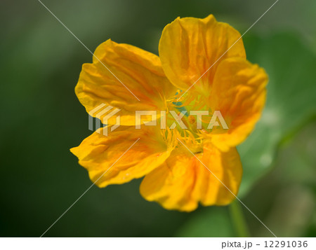 ハーブのナスタチウム ハーブのナスタチウム 12291036