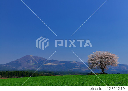 前原の一本桜 12291259