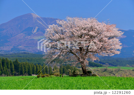 前原の一本桜 前原の一本桜 12291260