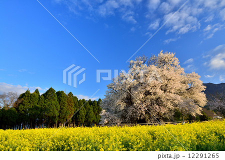 一心行の大桜 一心行の大桜 12291265