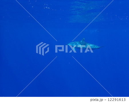 ハワイアンスピナーズドルフィン 12291613