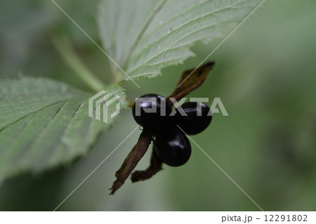 シロヤマブキの実 12291802