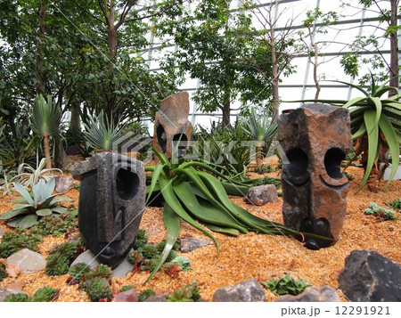 シンガポール　ガーデンズバイザベイ　フラワードーム　アロエ 12291921