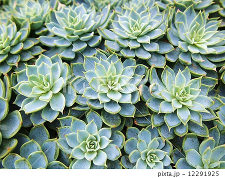 シンガポール　ガーデンズバイザベイ　フラワードーム 12291925