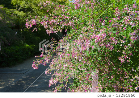 梨木神社の萩の花 12291960