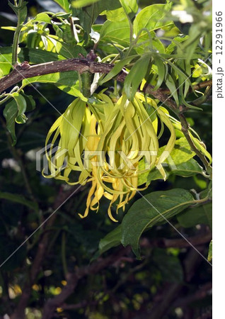 チャボイランイラン チャボイランイラン 12291966