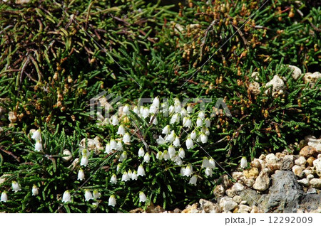 イワヒゲ イワヒゲ 12292009