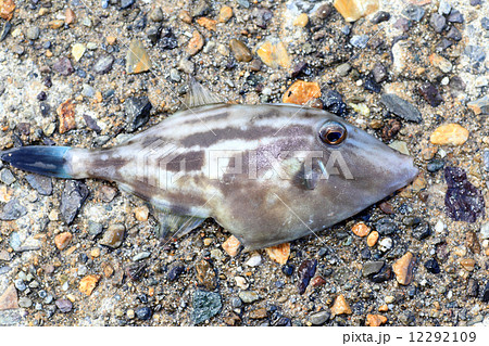 ウマヅラハギ 12292109