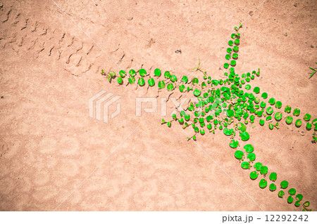 ivy on ground 12292242