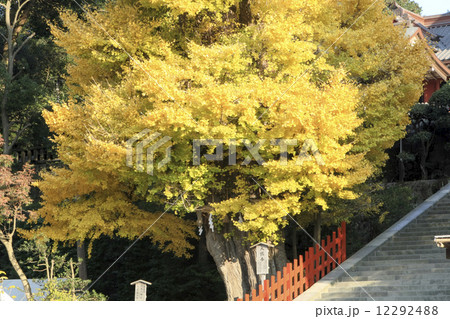 大銀杏の紅葉 12292488