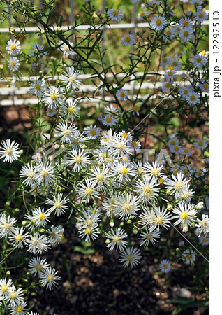 クジャクアスター 12292510