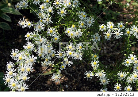 クジャクアスター 12292512