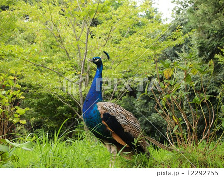 茨城　雨引山楽法寺　孔雀 12292755