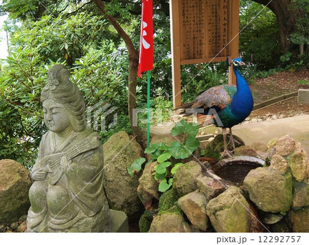 茨城　雨引山楽法寺　孔雀 12292757