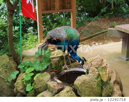 茨城 雨引山楽法寺 孔雀 茨城 雨引山楽法寺 孔雀 12292758