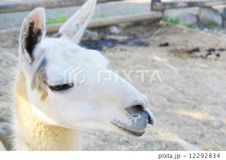 ラマ（Lama glama） 12292834