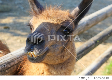 ラマ(Lama glama) ラマ(Lama glama) 12292836