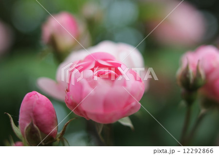 花　ばら　薔薇　一面　咲き始め　5月 12292866