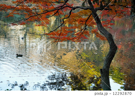 秋の水辺 12292870