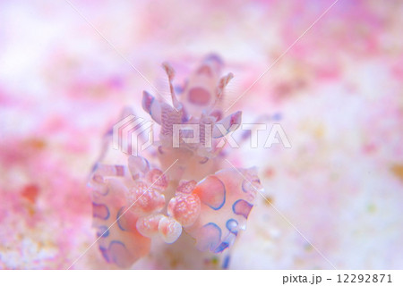 フリソデエビ 12292871