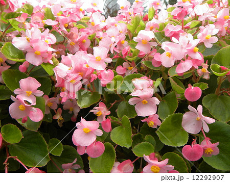 可愛い桃色の花インパチエンス 12292907