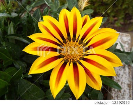 ガザニア 12292933