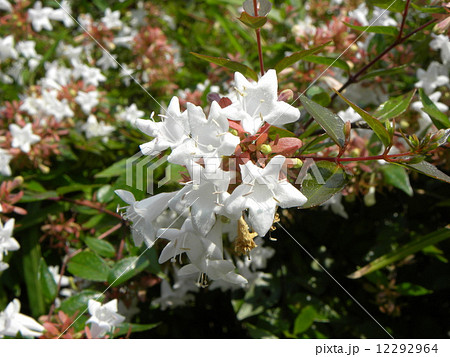 春から秋まで長く咲いている香りの良いアベリアの白い花の写真素材
